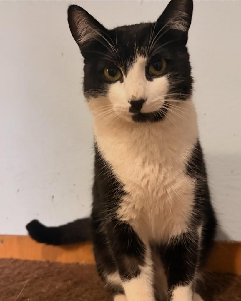 Goham, gato de porte pequeno para adoção em Araraquara - SP