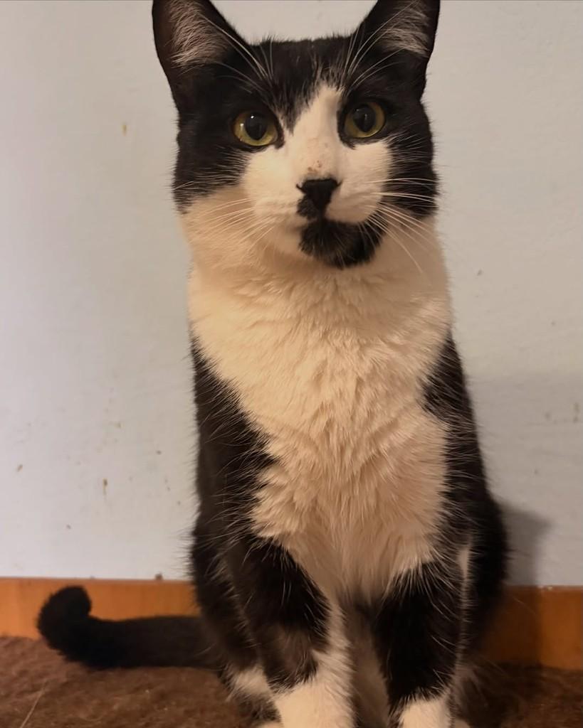 Goham, gato de porte pequeno para adoção em Araraquara - SP — foto 2 de 5