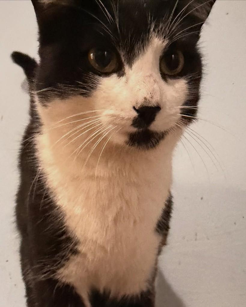 Goham, gato de porte pequeno para adoção em Araraquara - SP — foto 3 de 5