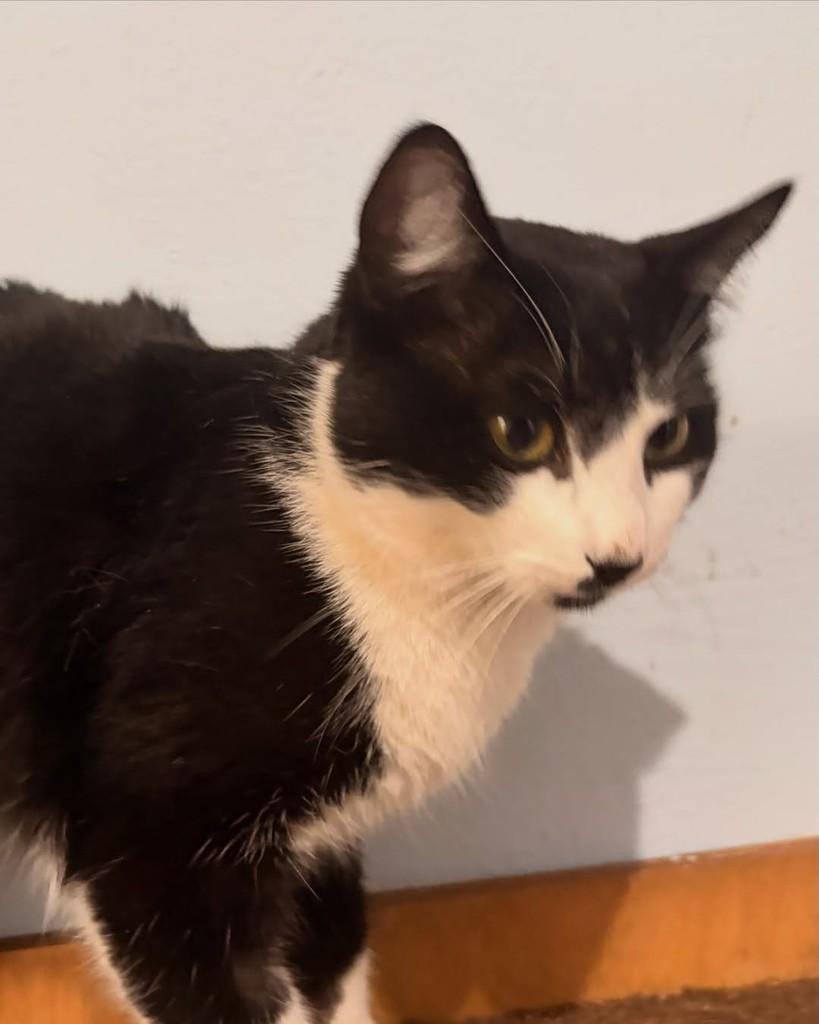 Goham, gato de porte pequeno para adoção em Araraquara - SP — foto 4 de 5
