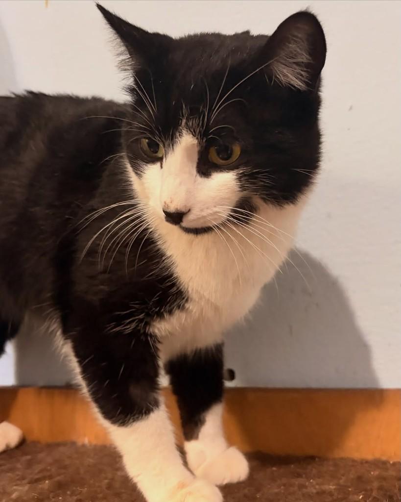 Goham, gato de porte pequeno para adoção em Araraquara - SP — foto 5 de 5