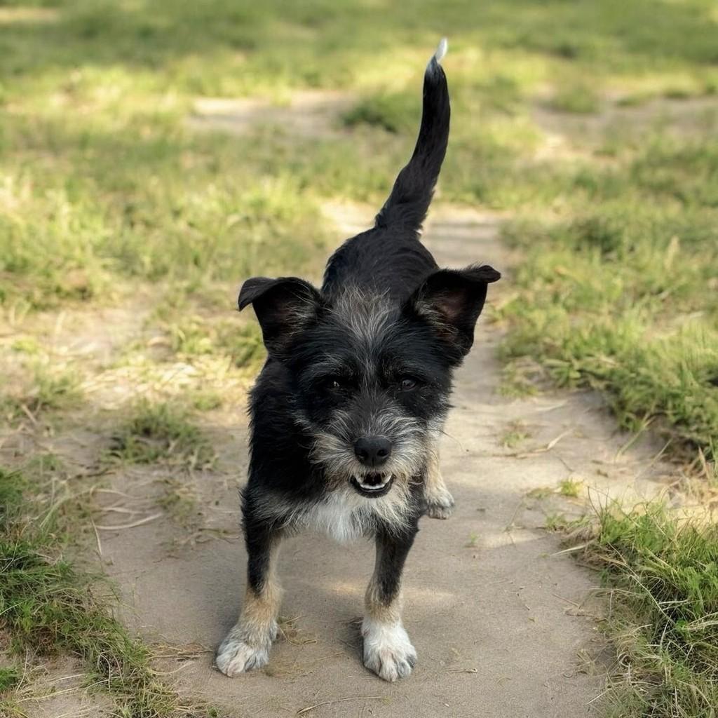 Lindinha, cachorro de porte pequeno para adoção em Brumadinho - MG