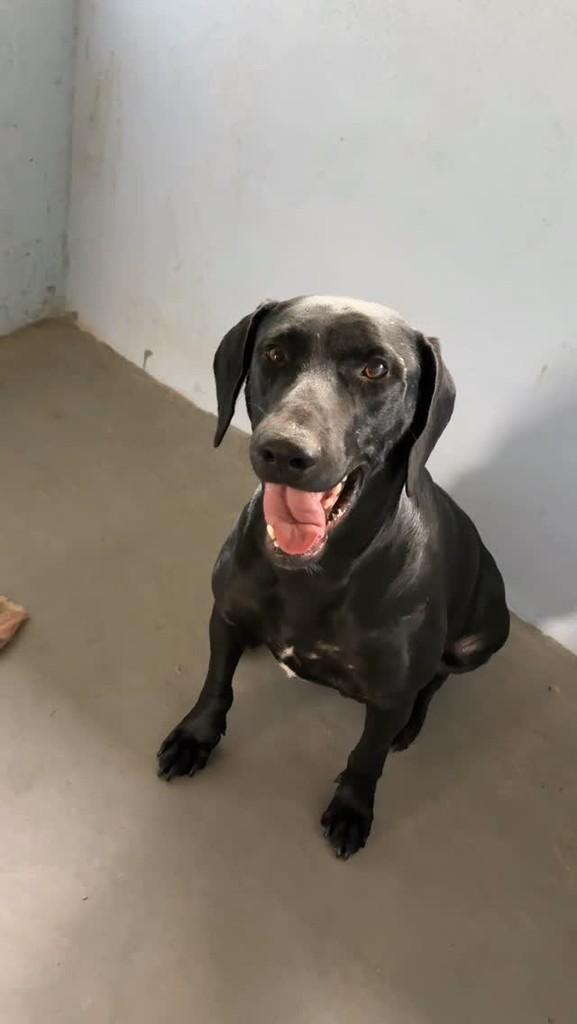 Nero, cachorro de porte grande para adoção em Brumadinho - MG
