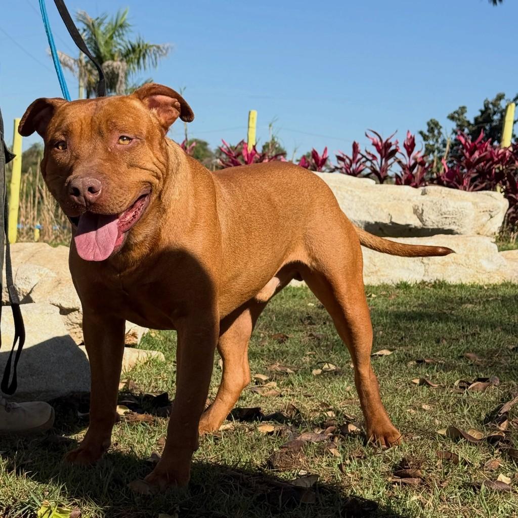 Til, cachorro de porte médio para adoção em Brumadinho - MG