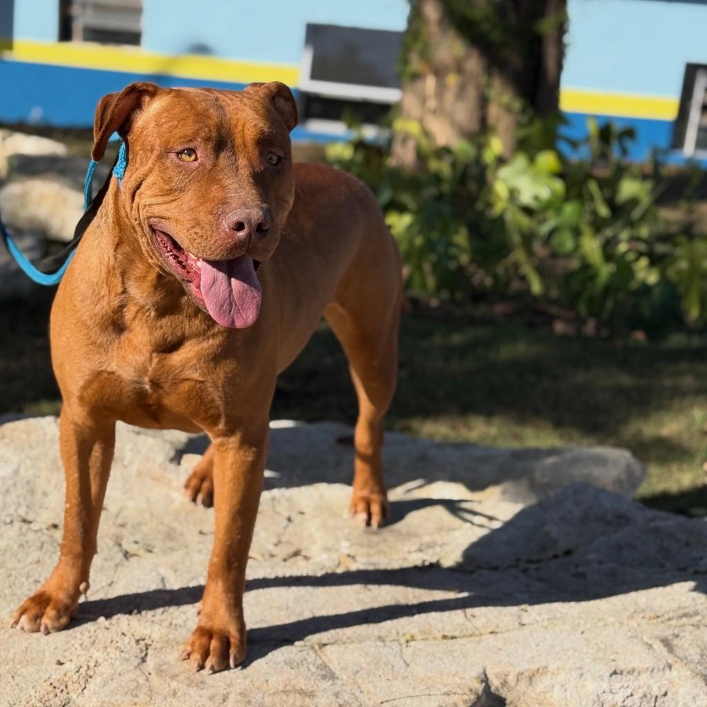 Til, cachorro de porte médio para adoção em Brumadinho - MG — foto 2 de 3