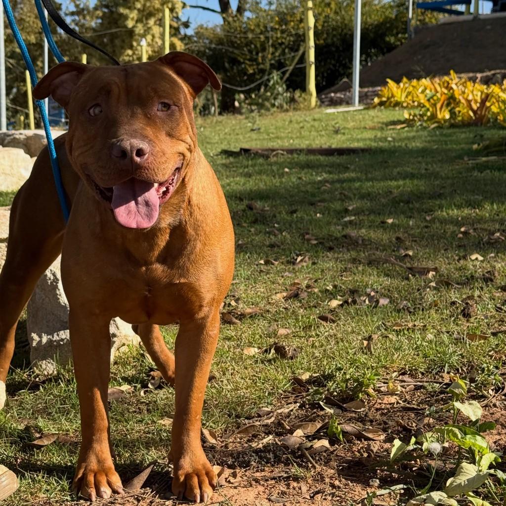 Til, cachorro de porte médio para adoção em Brumadinho - MG — foto 3 de 3