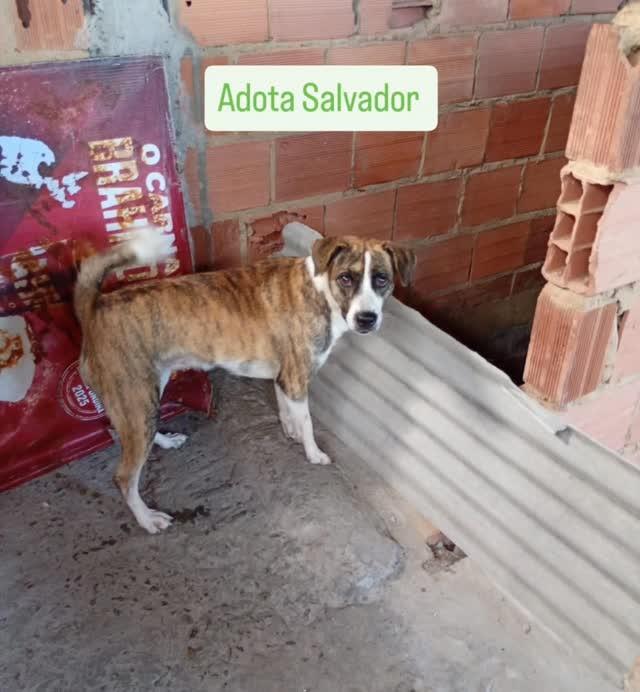 Lua, cachorro de porte médio para adoção em Salvador - BA