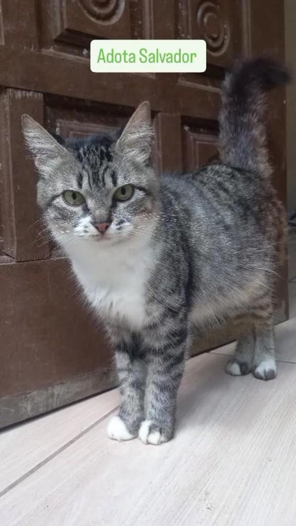 Lili, gata para adoção em Salvador - BA