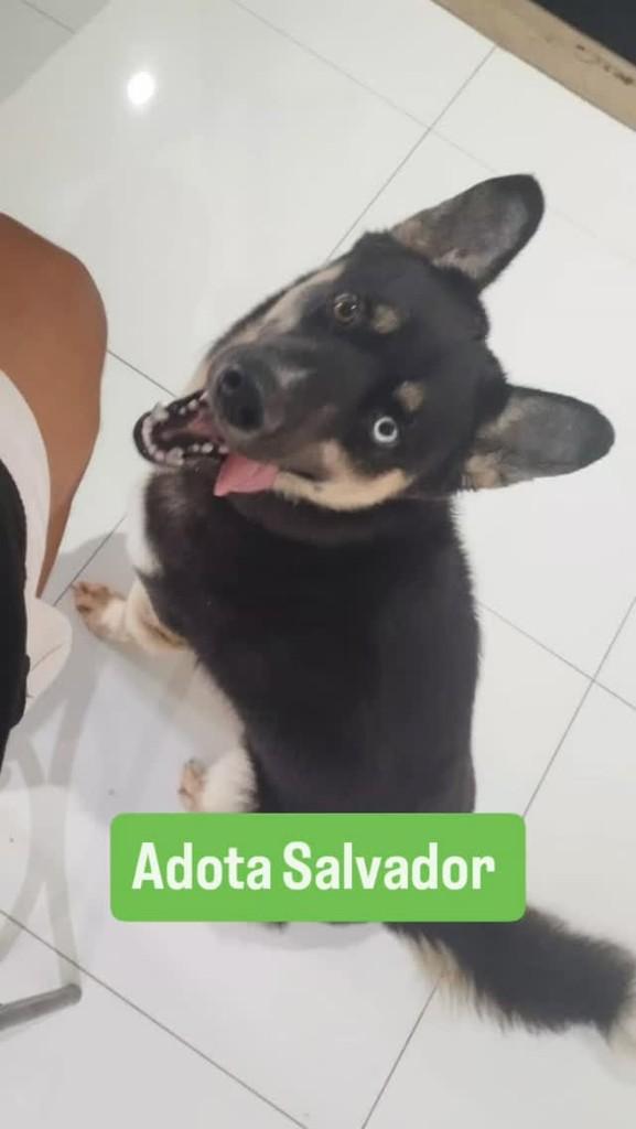 Edmundo, cachorro de porte grande para adoção em Salvador - BA