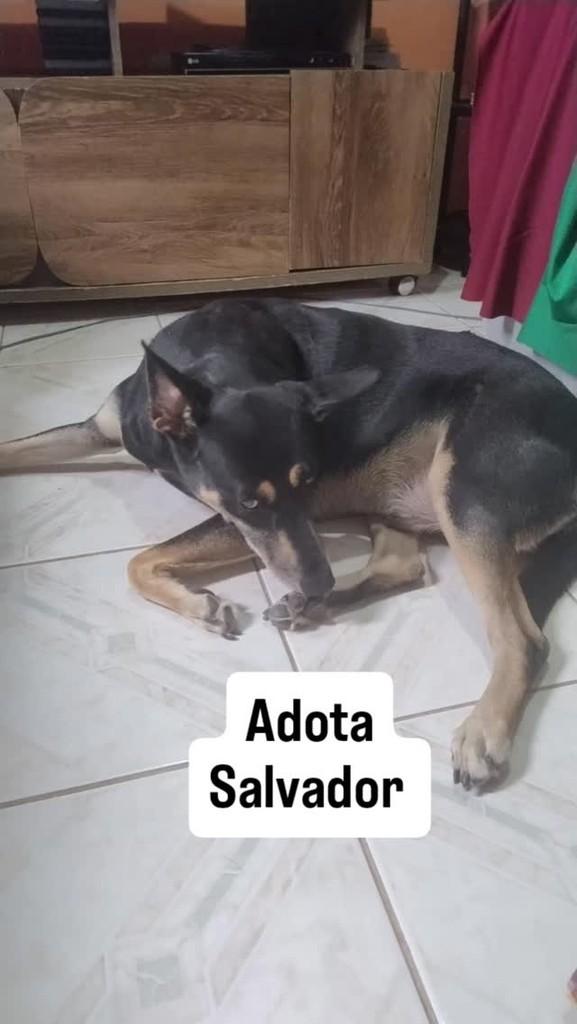 Jhofe, cachorro de porte médio para adoção em Salvador - BA