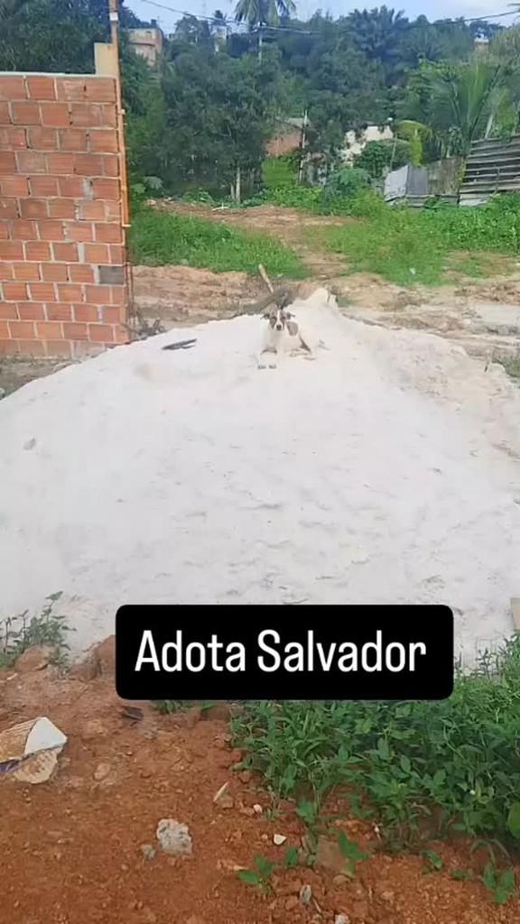 Cachorra abonada, cadela de porte pequeno para adoção em Salvador - BA