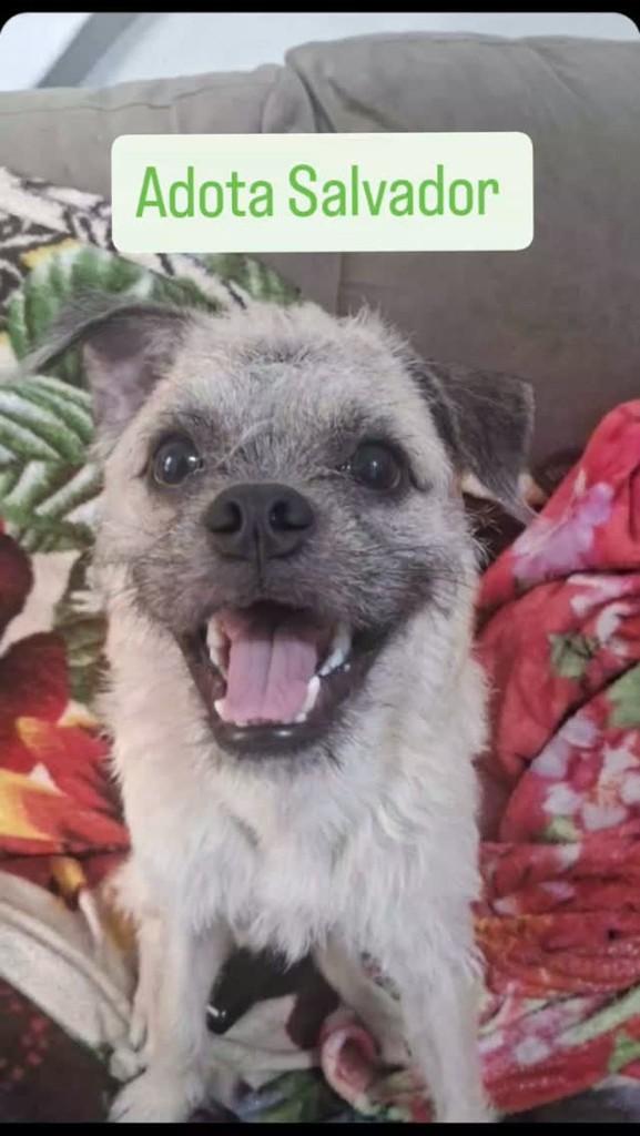 Adrian, cachorro de porte pequeno para adoção em Salvador - BA