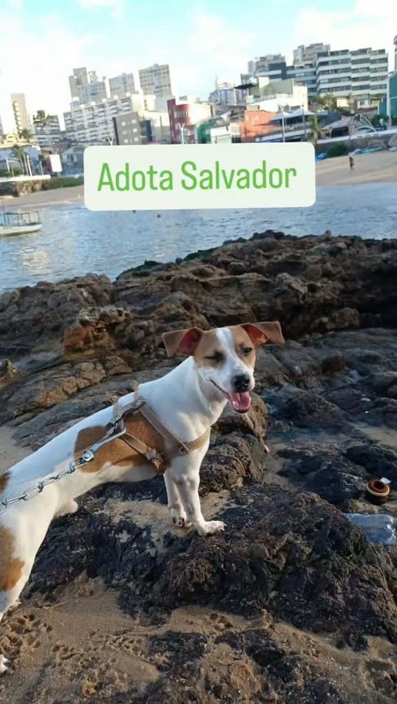 Kuki, cachorro de porte pequeno para adoção em Salvador - BA