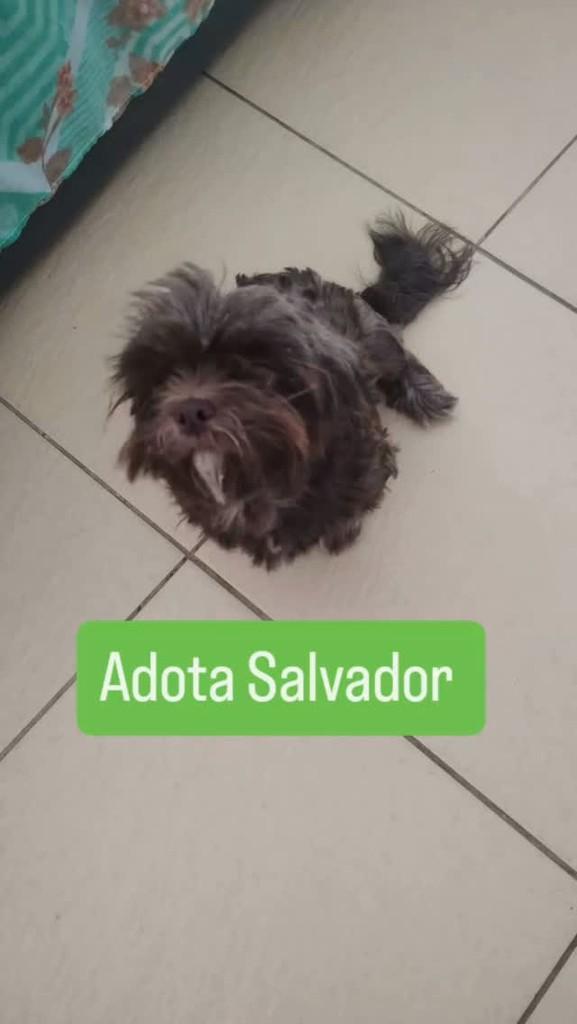 Samara, cadela de porte pequeno para adoção em Salvador - BA