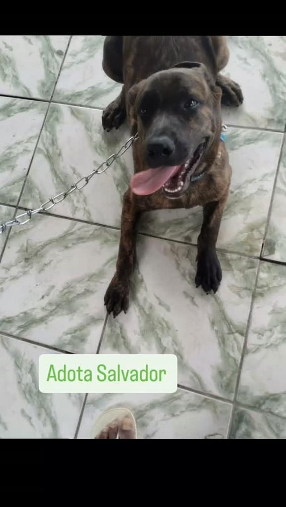 Pitt bull, cachorro de porte médio para adoção em Salvador - BA