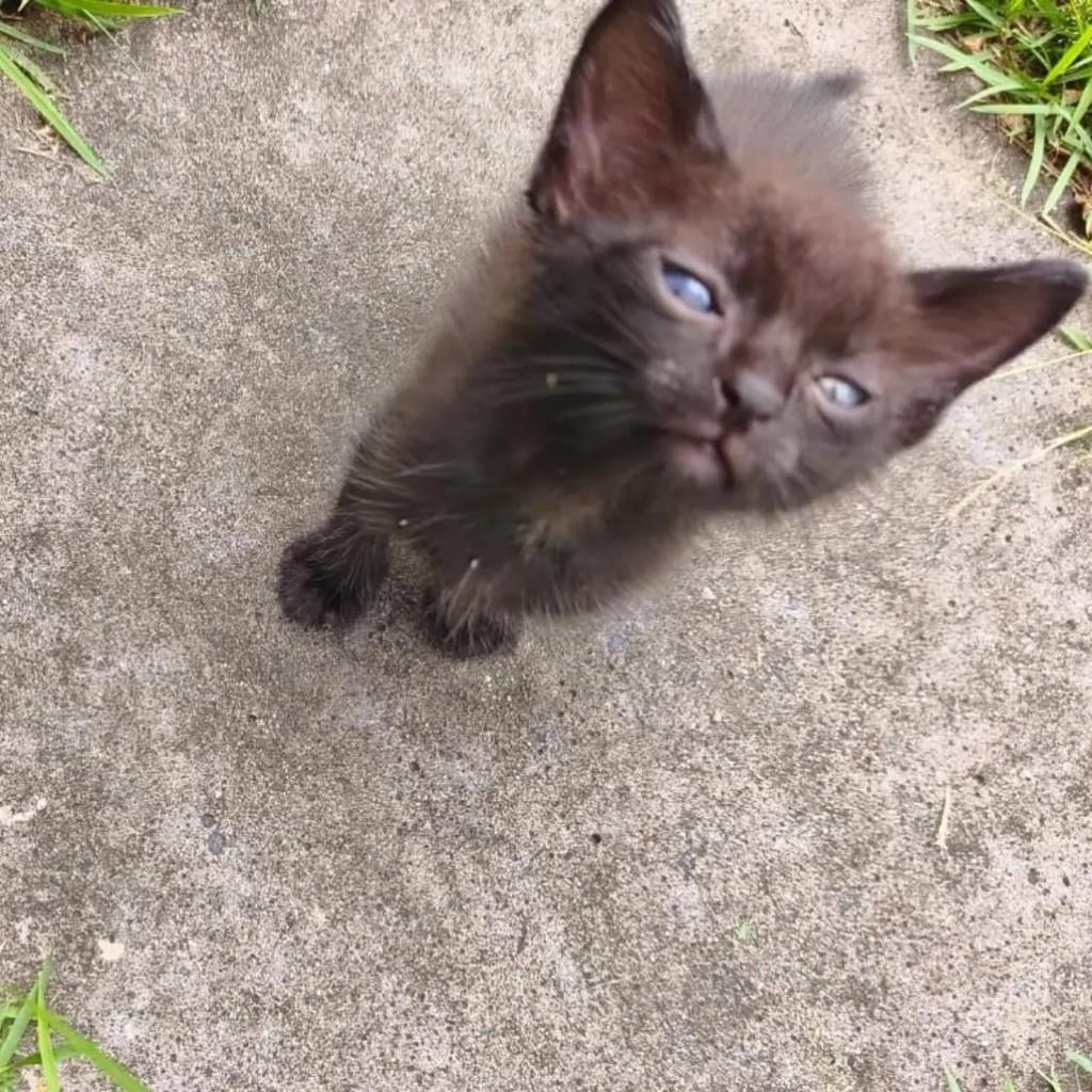 Salvador, gato de porte pequeno para adoção em Salvador - BA