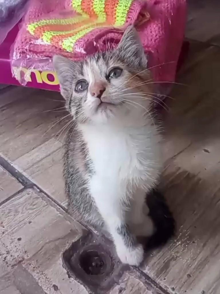 Ayla, gata de porte pequeno para adoção em Salvador - BA