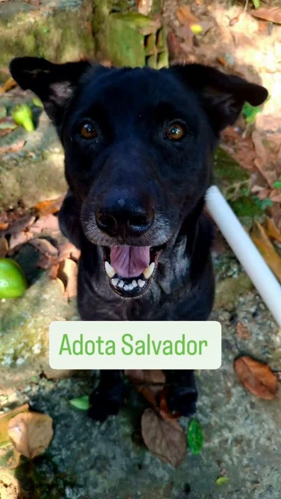 Negão, cachorro de porte médio para adoção em Salvador - BA