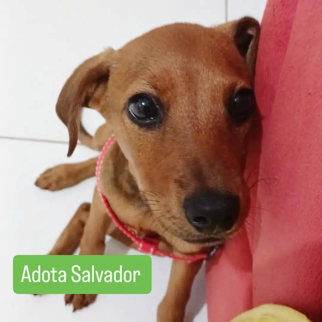 Jovem, cadela de porte pequeno para adoção em Salvador - BA