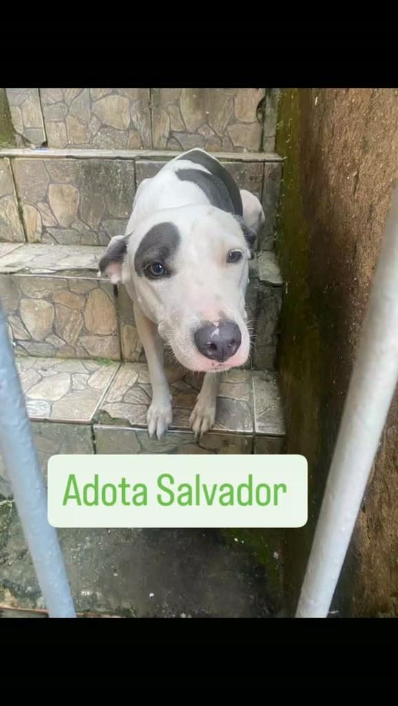 Cachorra, cadela de porte médio para adoção em Salvador - BA