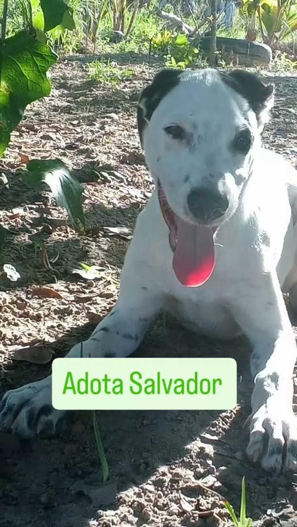 Apolo, cachorro de porte médio para adoção em Salvador - BA