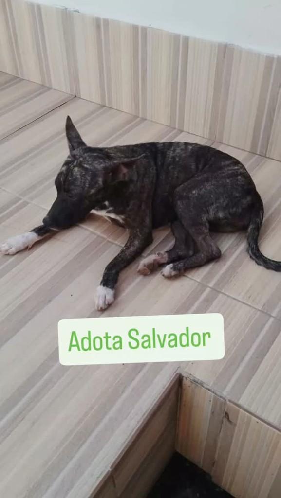 Priscila, cachorro de porte pequeno para adoção em Salvador - BA