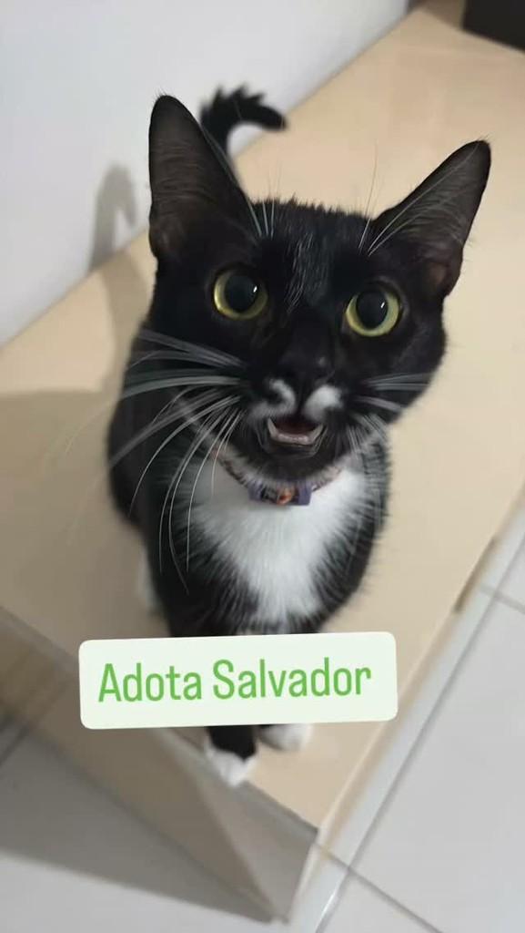 Penélope, gata de porte pequeno para adoção em Salvador - BA