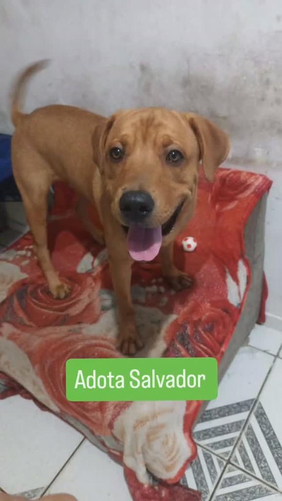 Hulk, cachorro de porte pequeno para adoção em Salvador - BA