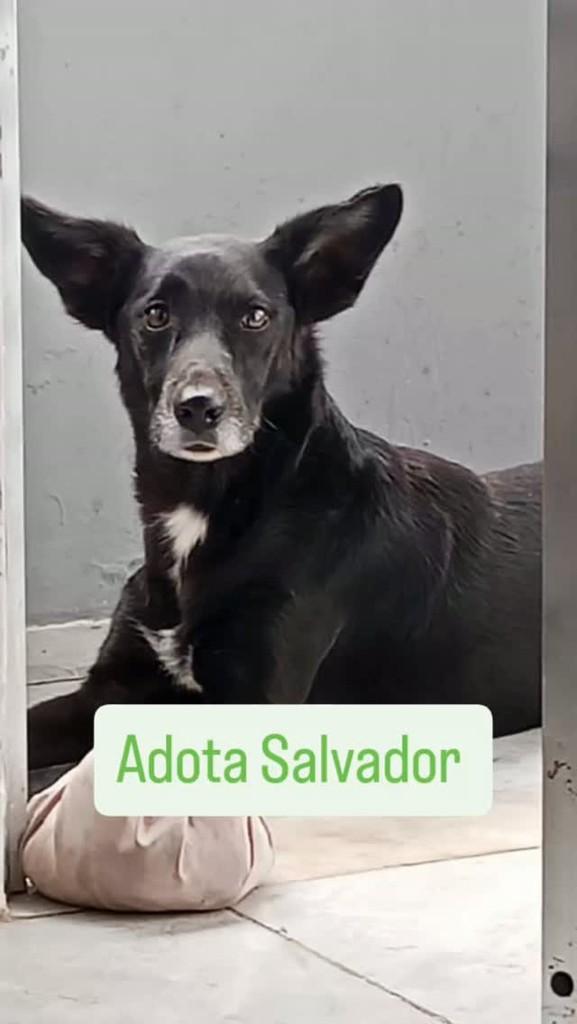 Scoot, cachorro de porte médio para adoção em Salvador - BA