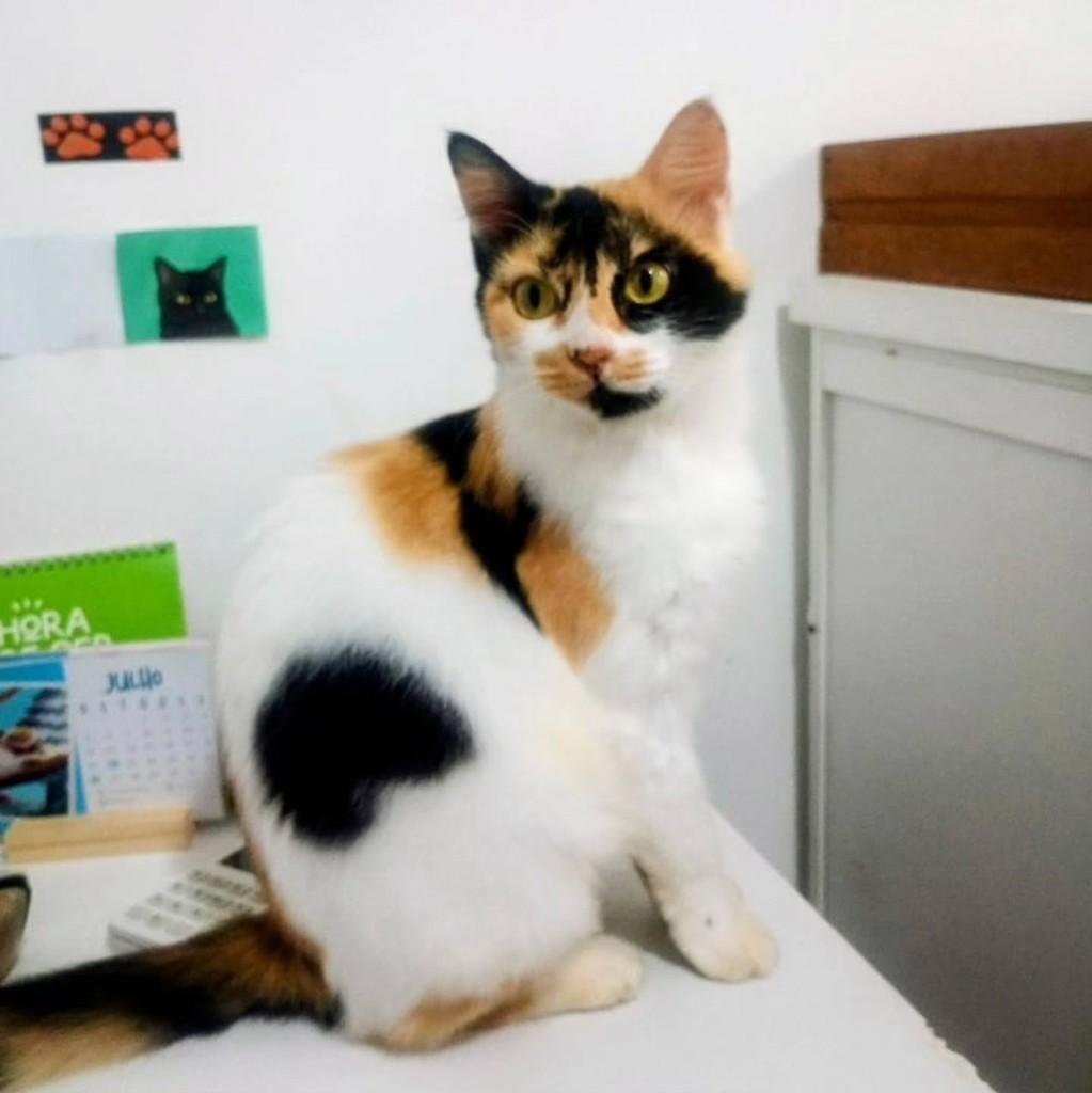 Jade, gata de porte pequeno para adoção em Salvador - BA