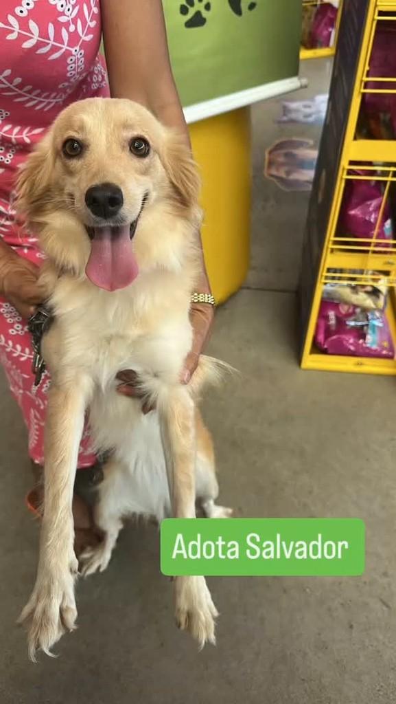 Magali, cachorro de porte médio para adoção em Salvador - BA