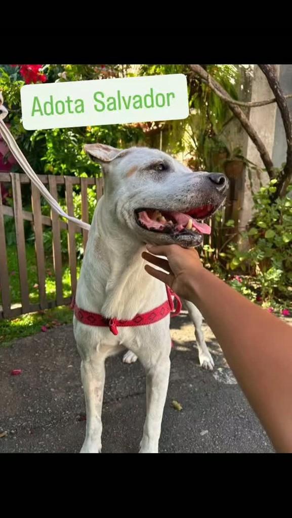 Frederico, cachorro de porte médio para adoção em Salvador - BA