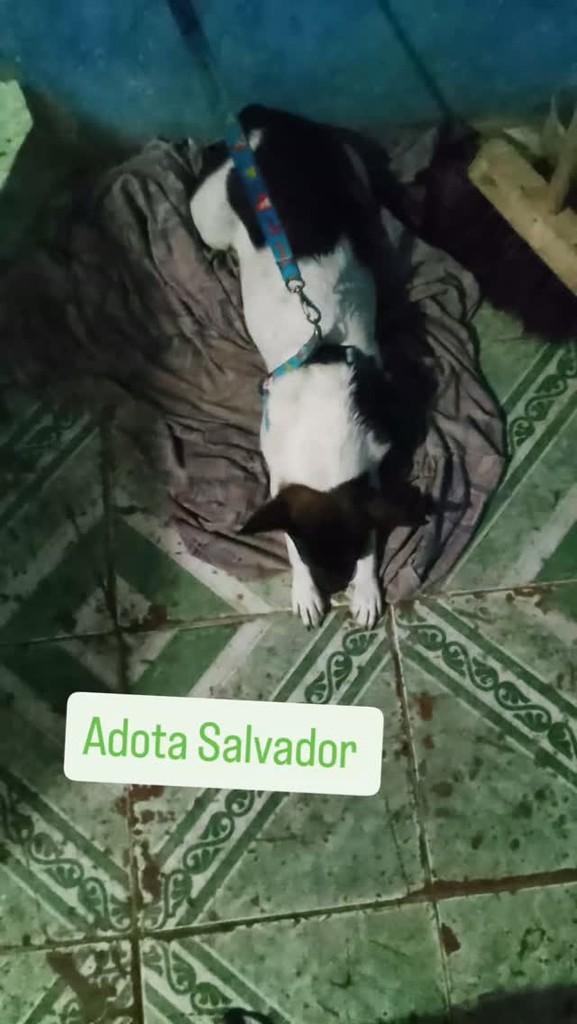 Jovem cadela, cadela de porte pequeno para adoção em Salvador - BA