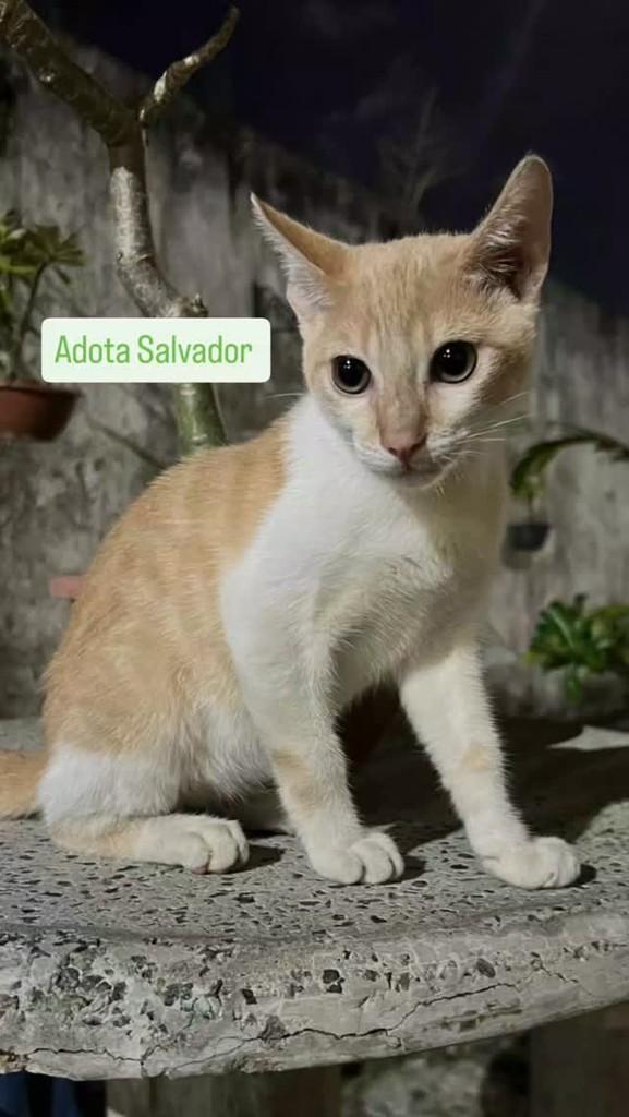 Eric Santana, gato de porte pequeno para adoção em Salvador - BA