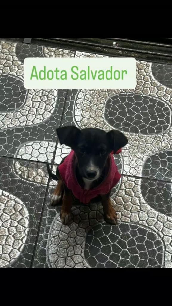 Folhotinha, cachorro de porte pequeno para adoção em Salvador - BA
