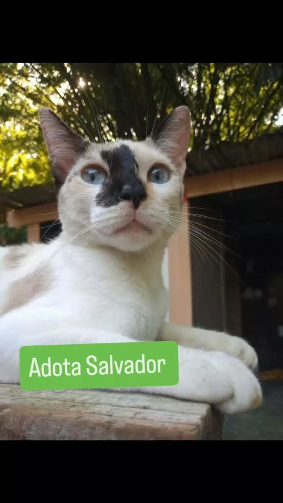Mimosa, gata de porte médio para adoção em Salvador - BA