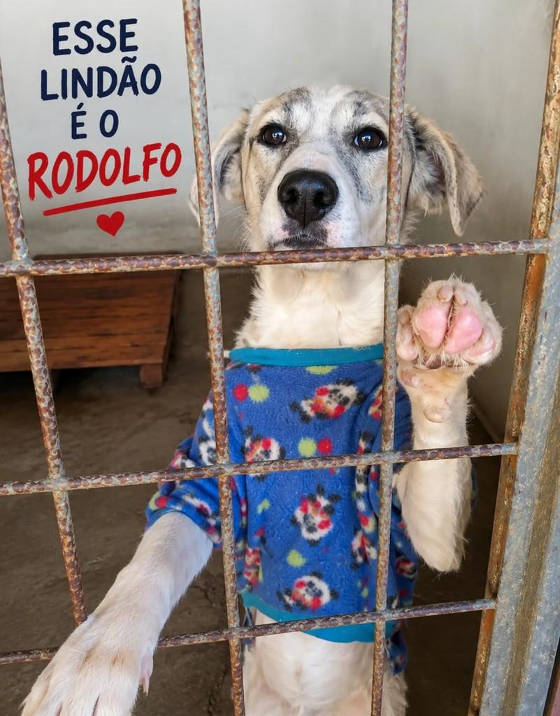 Rodolfo, cachorro de porte médio para adoção em Cachoeira do Sul - RS