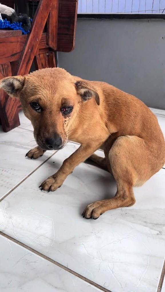 Chica, cadela de porte pequeno para adoção em Sapiranga - RS