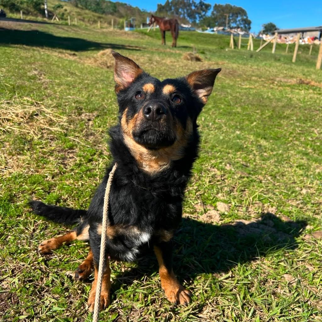 Bilu, cachorro de porte pequeno para adoção em Sapiranga - RS