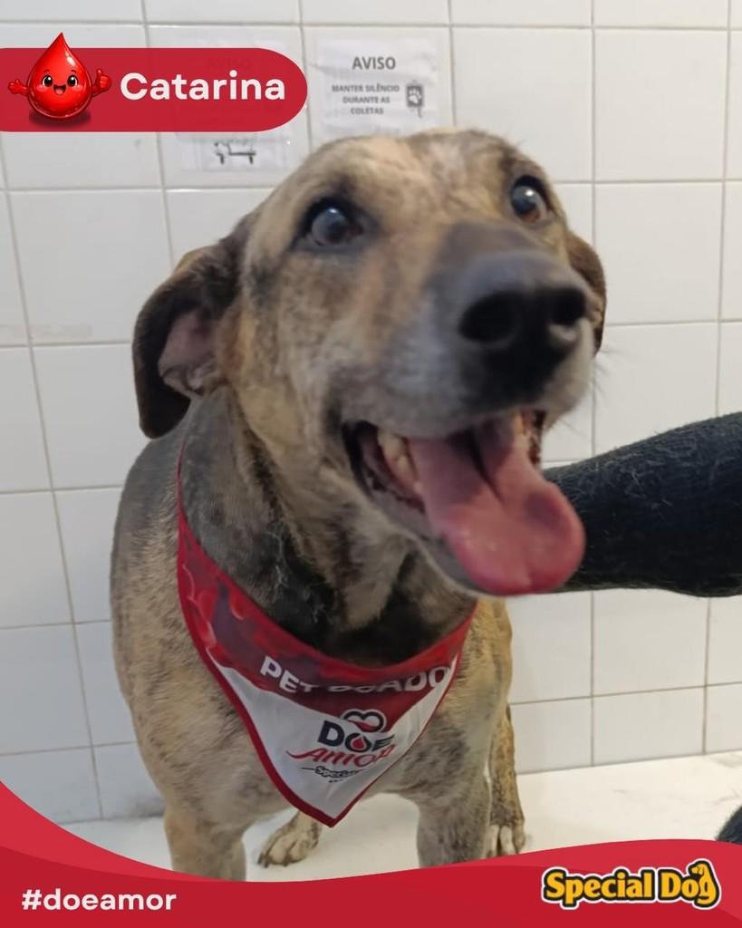 Catarina, cachorro de porte médio para adoção em Botucatu - SP