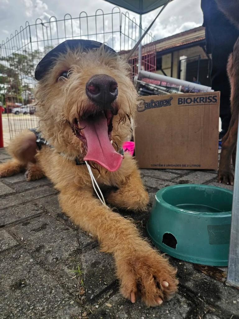 Patrick, cachorro de porte médio para adoção em Pindamonhangaba - SP