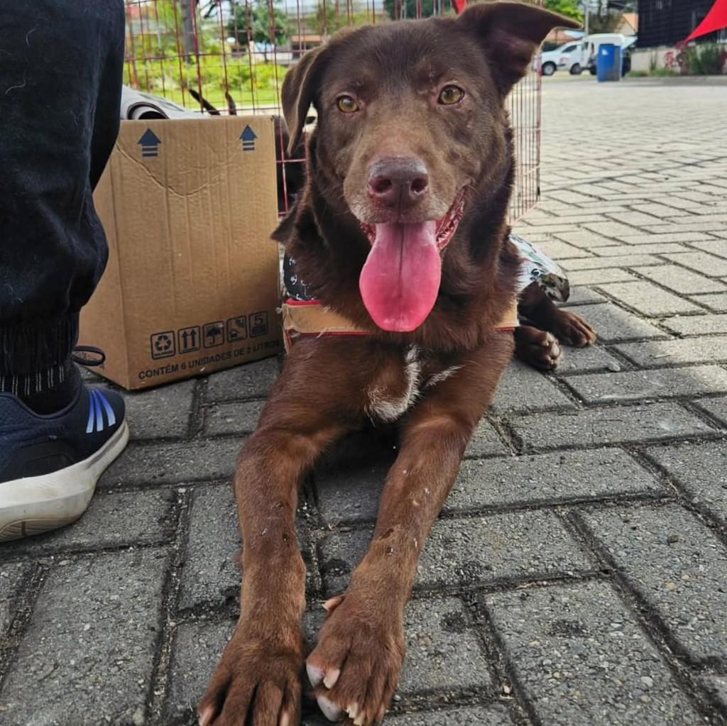 Biel, cachorro de porte médio para adoção em Itapeva - SP
