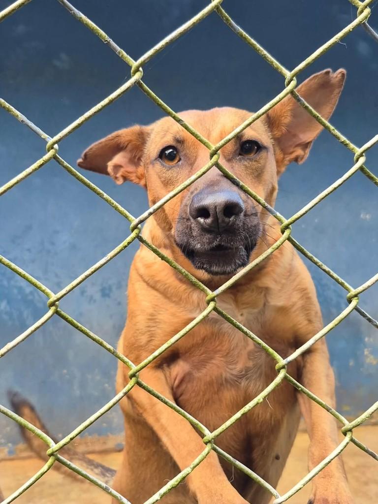 Docinho, cadela de porte médio para adoção em Pindamonhangaba - SP