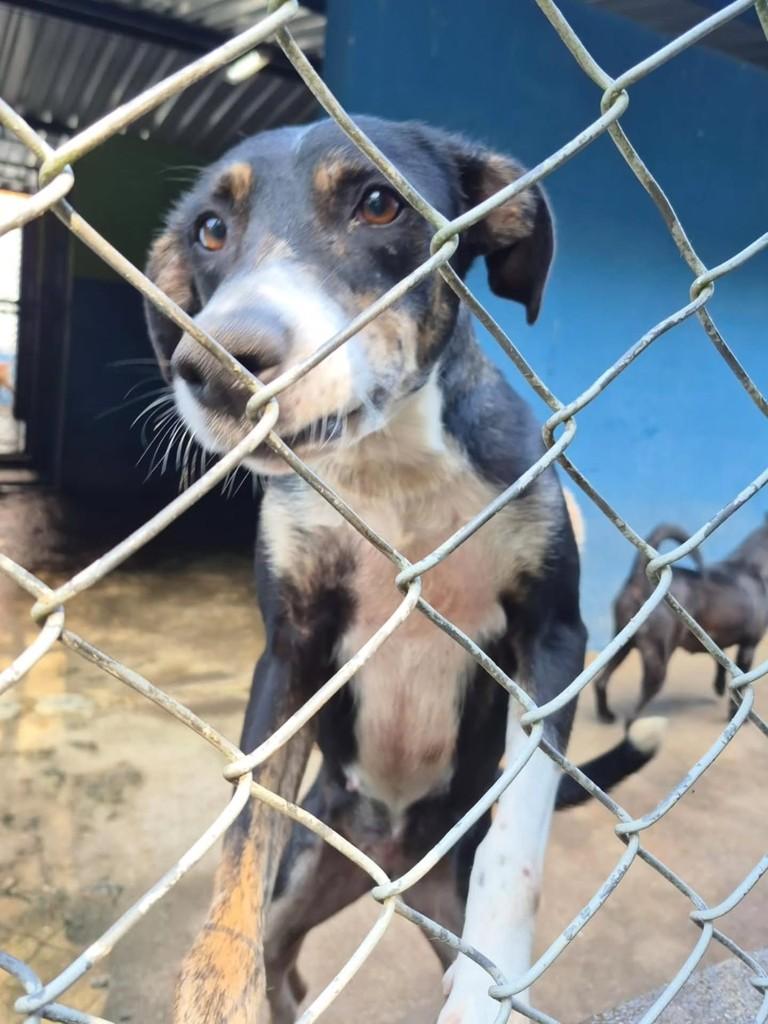 Estrela, cadela de porte pequeno para adoção em Pindamonhangaba - SP