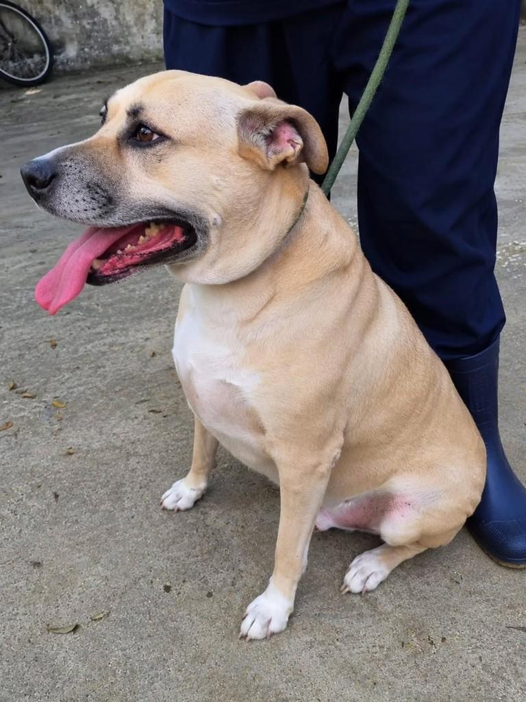 Cometa, cachorro de porte grande para adoção em Pindamonhangaba - SP
