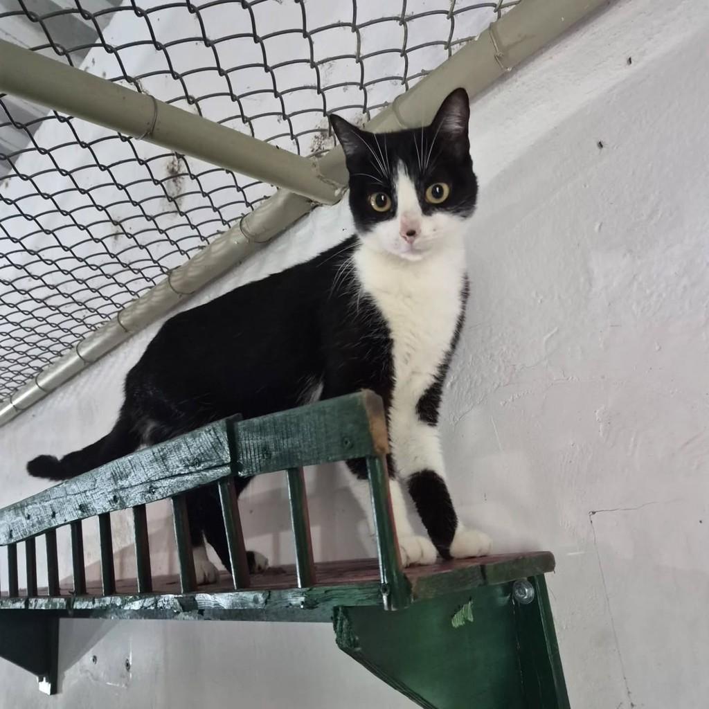 Cepatas, gato de porte médio para adoção em Pindamonhangaba - SP