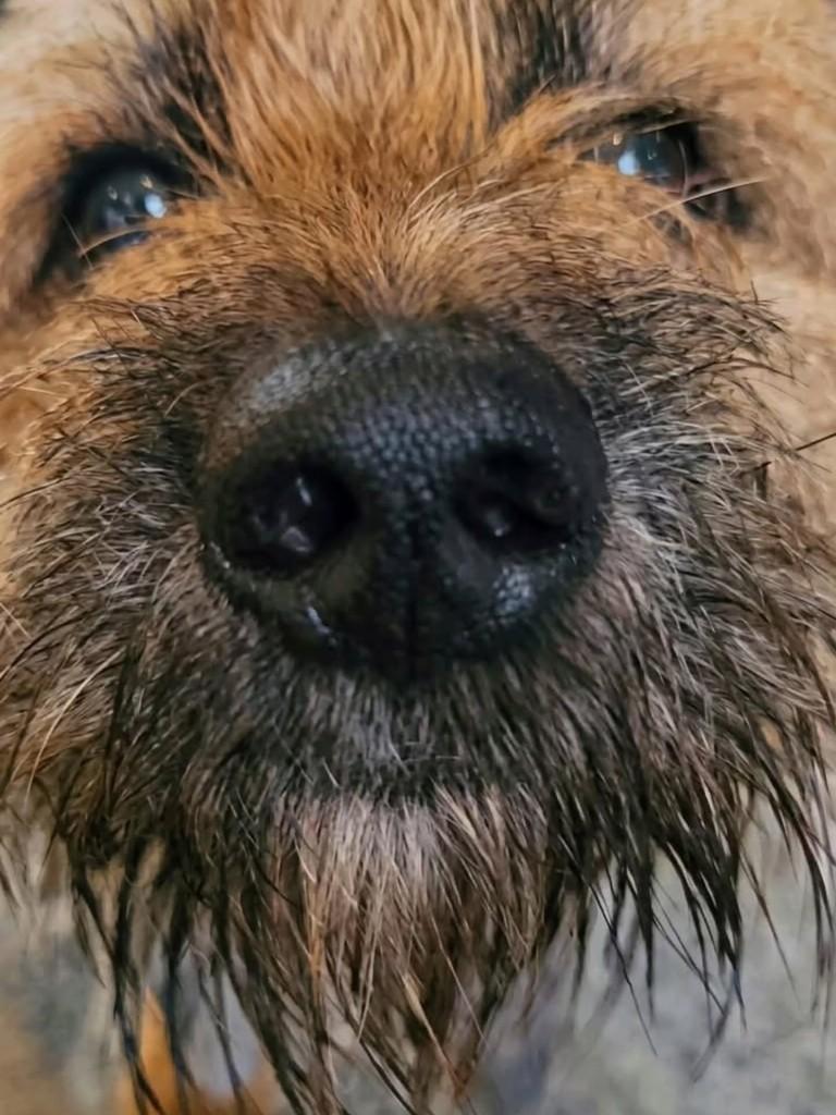 Fiapo, cachorro de porte médio para adoção em Pindamonhangaba - SP