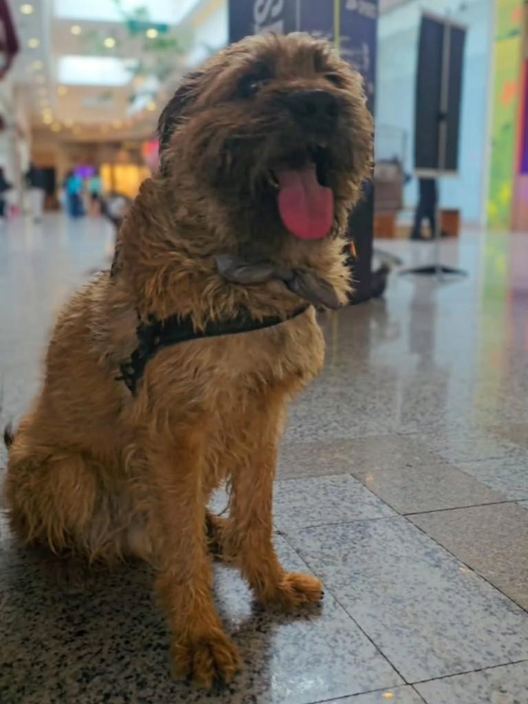 Fiapo, cachorro de porte médio para adoção em Pindamonhangaba - SP — foto 2 de 4