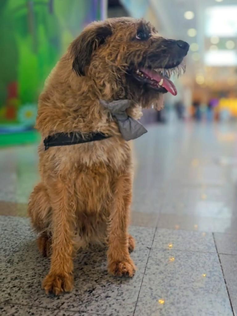 Fiapo, cachorro de porte médio para adoção em Pindamonhangaba - SP — foto 3 de 4