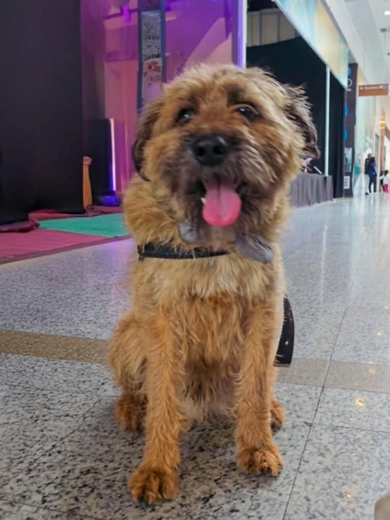 Fiapo, cachorro de porte médio para adoção em Pindamonhangaba - SP — foto 4 de 4